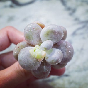 Real plants, Pachyphytum Oviferum Cheese