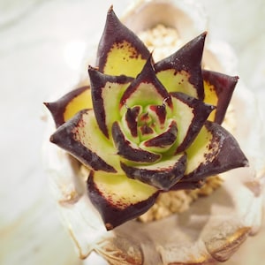 Real plants, Echeveria Agavoides Ebony black edge