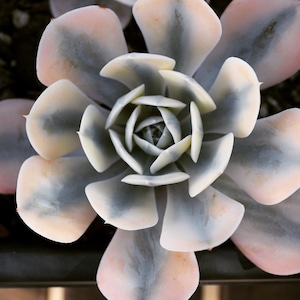 Real plants, Echeveria Runyonii &#39;Akaihosi&#39; variegated