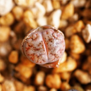 Real plants, Lithops gracilidelineata &#39;Cafe au Lait&#39; C309A