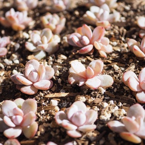 Rare plants, Echeveria laui (tiny)