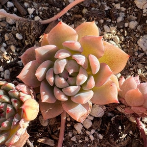 Real plants, Echeveria prolifica