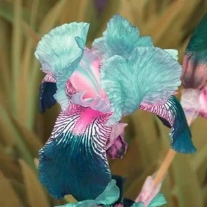 Reblooming Bearded Iris Monet