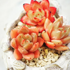 Rare plants, Echeveria German Champagne sp