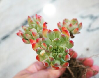 Real plants, Echeveria Apple Elf clusters