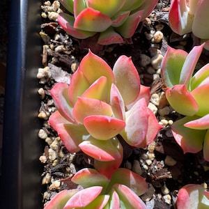 Real plants, Echeveria Luella