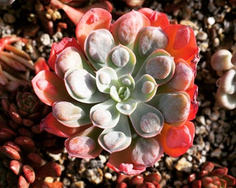 Real plants, Echeveria Raindrops