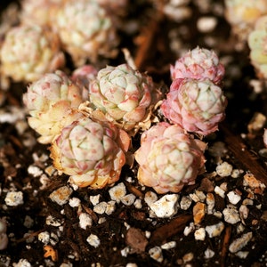 Real plants, Echeveria butterball