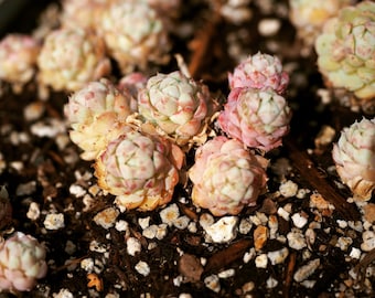 Real plants, Echeveria butterball
