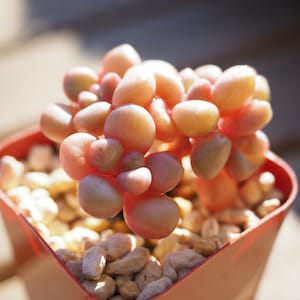 Rare plants, Graptoveria &#39;Avant-garde&#39; sp