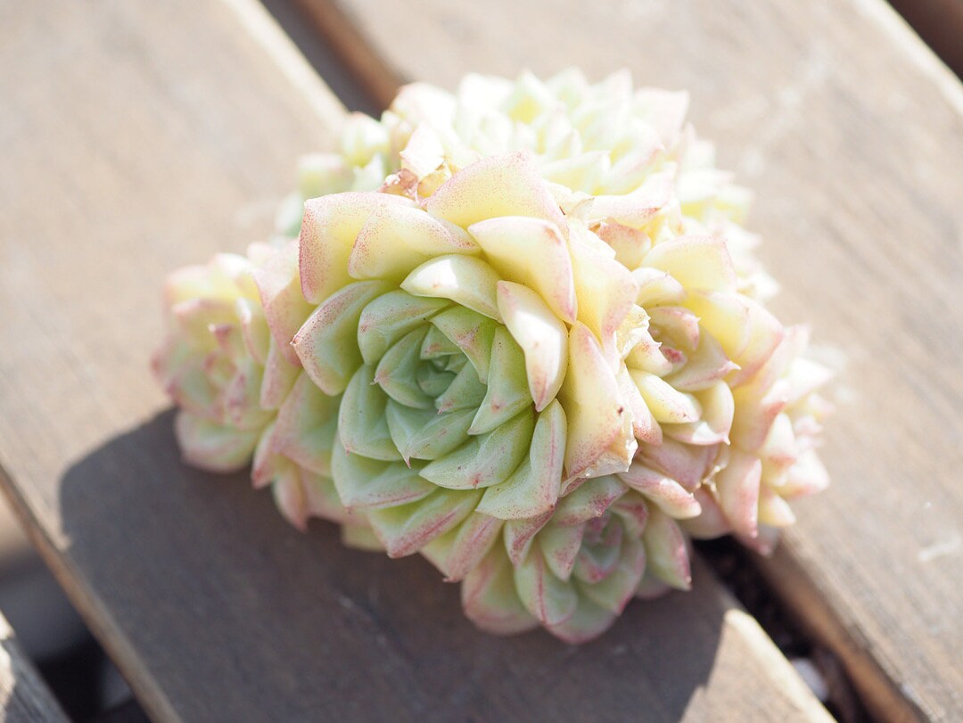 Rare Plants, Echeveria White Swan Clusters - Etsy