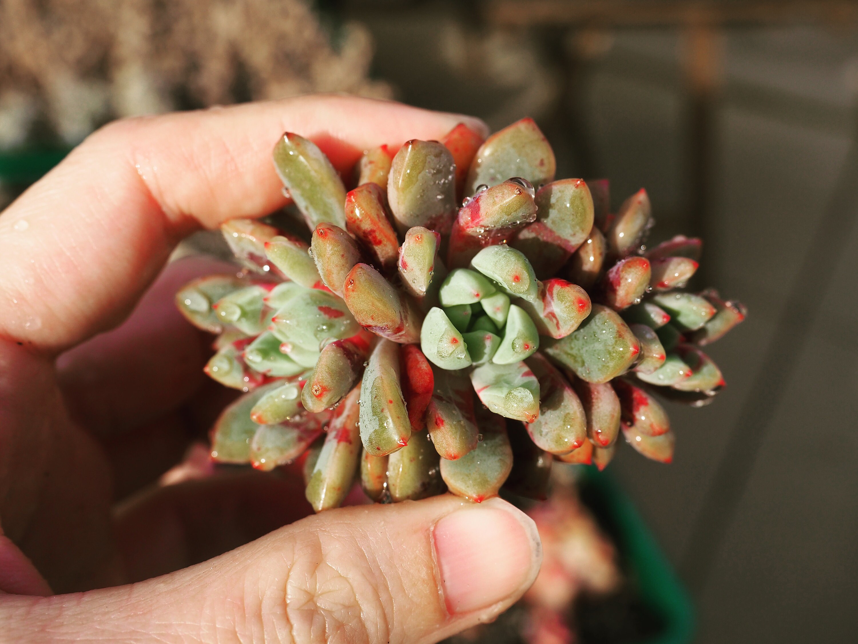 Real Plants Echeveria Echo Sp bloody Yan Clusters - Etsy