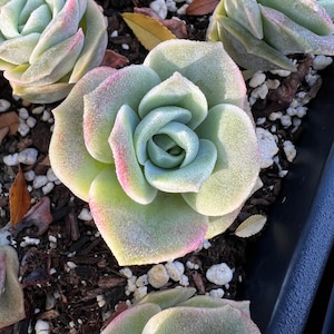 Real plants, Echeveria lovely rose