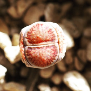 Rare plants, Lithops julii ssp. fulleri &#39;Kosogyoku&#39;