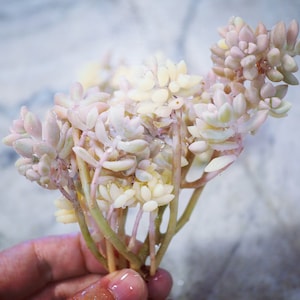 Real plants, Graptopetalum mirinae variegated clusters