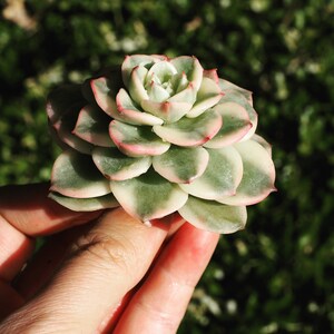 Rare plants, Echeveria Nuda Variegated image 2