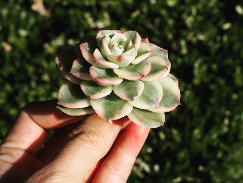 Rare plants, Echeveria Nuda Variegated image 2