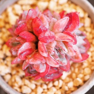 Real plants, Echeveria Falling Cherry clusters