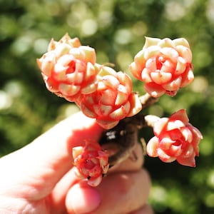 Rare plants, Echeveria Japanese Pink Ben Badis Clusters