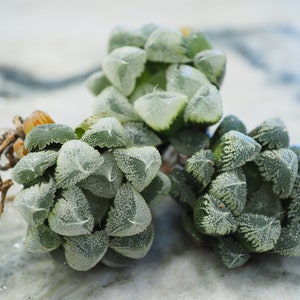 Rare plants, Haworthia icy crystal