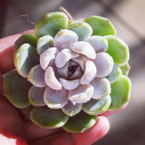 Real plants, Echeveria snow bunny