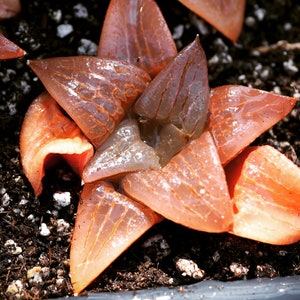 Real plants, Haworthia bayeri SP Orange