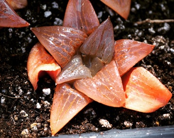 Real plants, Haworthia bayeri SP Orange