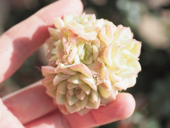 Rare Plants, Echeveria White Swan Clusters - Etsy