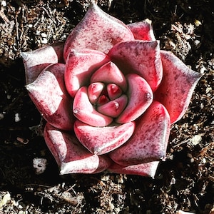 Real plants, Echeveria agavoides Romeo sp.