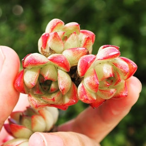 Real plants, Echeveria dreamy queen clusters