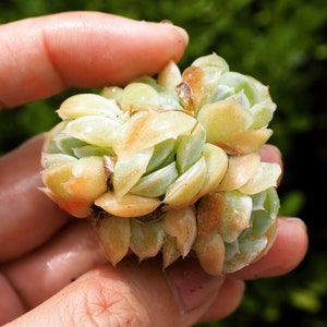 Real plants, Echeveria Sina Clusters