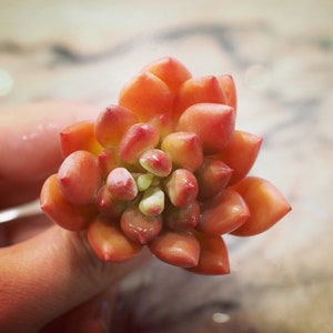 Real plants, Echeveria &#39;Cinderella&#39;