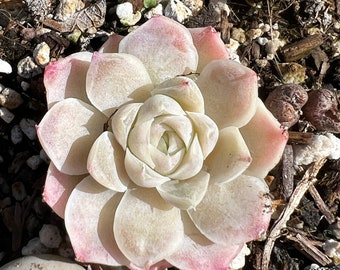 Real plants, Echeveria White Elegans