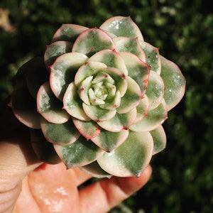 Rare plants, Echeveria Nuda Variegated image 3