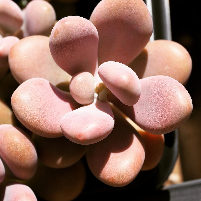 Graptopetalum Amethystinum - Etsy