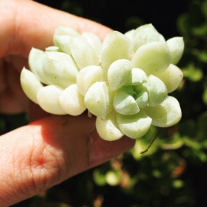 Real plants, Echeveria Elegans Albicans clusters