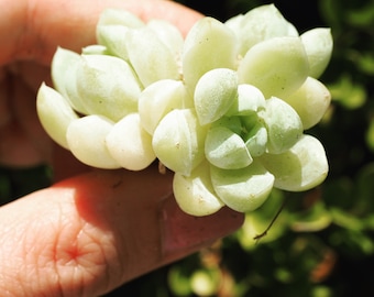 Real plants, Echeveria Elegans Albicans clusters