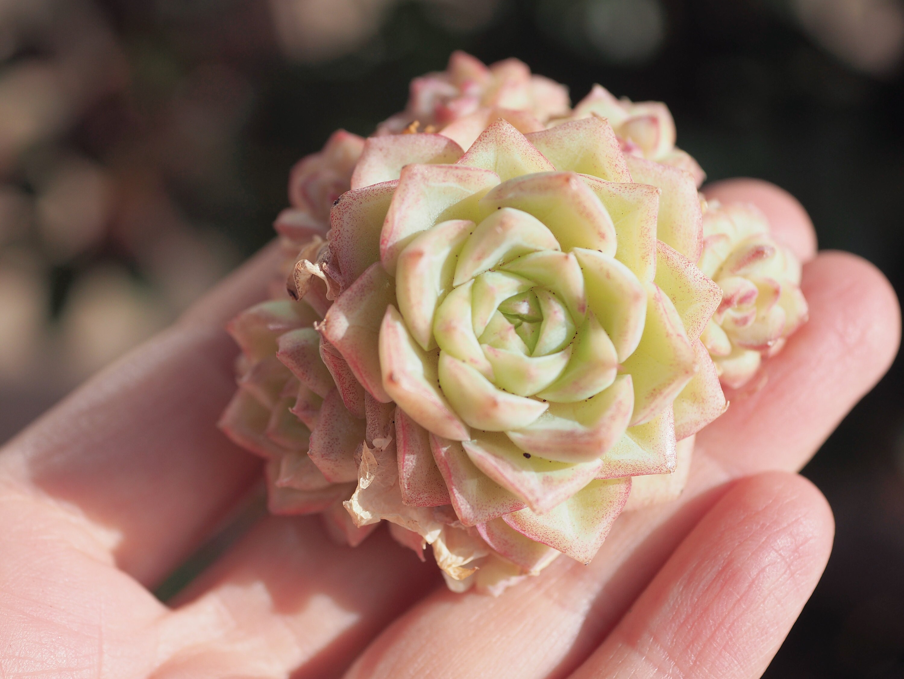 ꕤ多肉植物ꕤ エケベリア ꕤ white swan 2苗 Rare Plants, Echeveria White Swan Clusters - Etsy