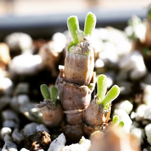 Real plants, Monilaria moniliforme