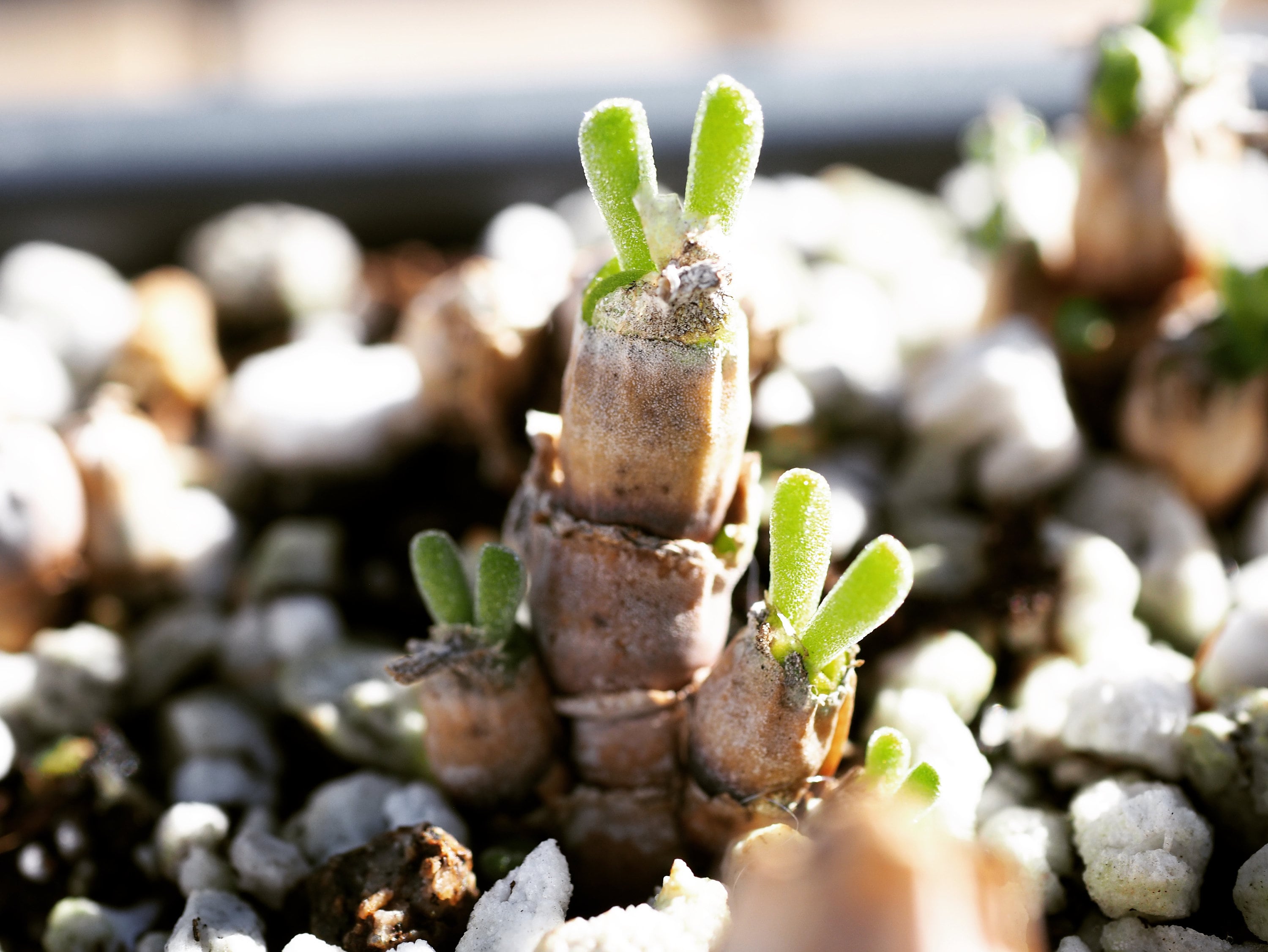 Real plants, Monilaria moniliforme