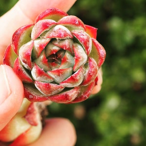 Real plants, Echeveria Pink Crystal