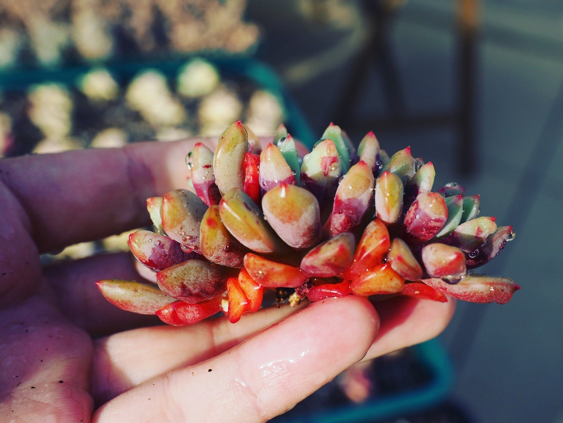 Real Plants Echeveria Echo Sp bloody Yan Clusters - Etsy