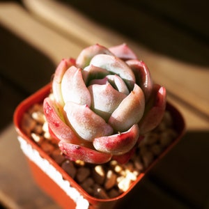 Real plants, Echeveria Falling Cherry
