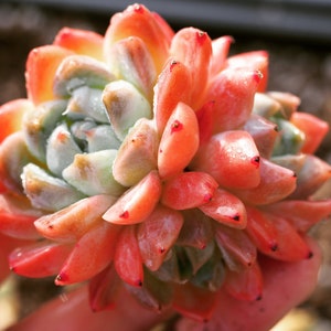 Real plants, Echeveria &#39;alba beauty&#39; clusters