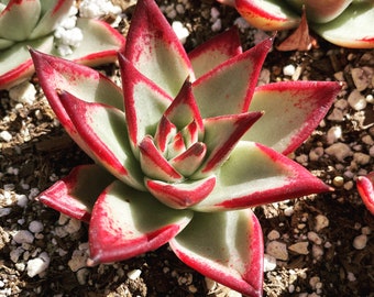 Real plants, Echeveria agavoides ebony