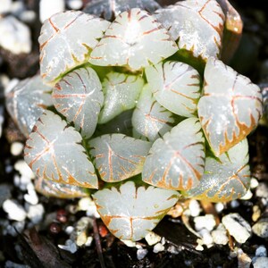 Rare plants, Haworthia cooperi var. crystal