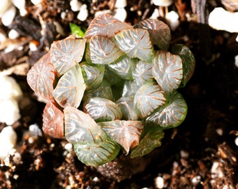 Rare plants, Haworthia cooperi var. truncata