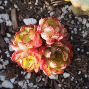 Real plants, Echeveria Dream Rosa clusters