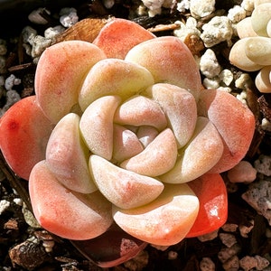 Real plants, Echeveria &#39;Ice Green&#39;