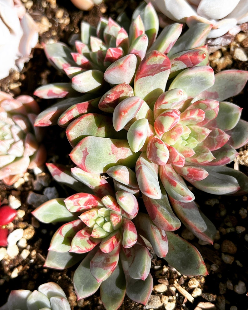 Real Plants Echeveria Echo Sp bloody Yan Clusters - Etsy